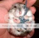 killerhamster.jpg