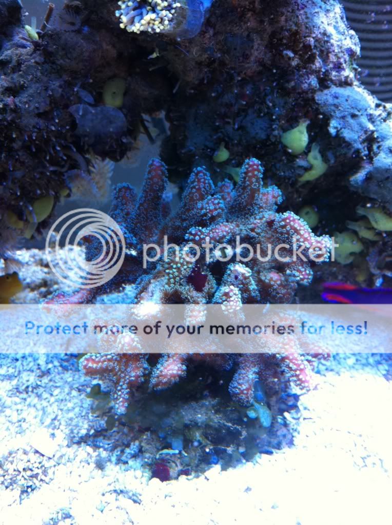 Rainbow Stylopora Mini Colony for sale - Reef Central Online Community